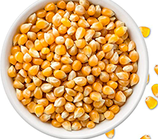 Popcorn Non GMO (5kg packed loose in plastic bag)